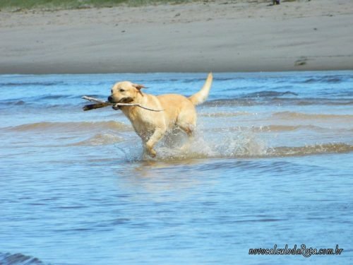 Colonia del Sacramento no Uruguay: o cão Beni!