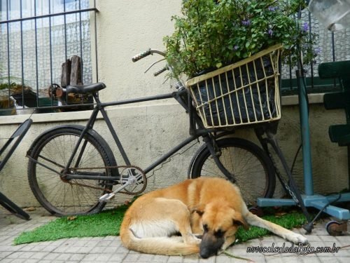 Colonia del Sacramento no Uruguay: Cachorro e secador?