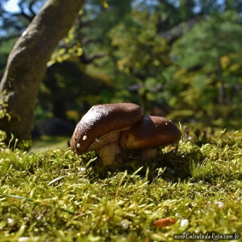 Cogumelo no Ginkaku-Ji O Templo de Prata em Kyoto