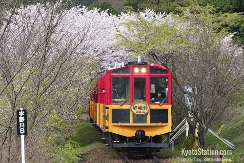 A época das cerejeiras no passeio de trem de Sagano