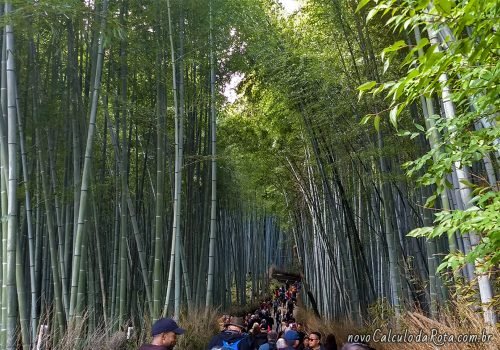 A quantidade de turistas na Floresta de Bamboo