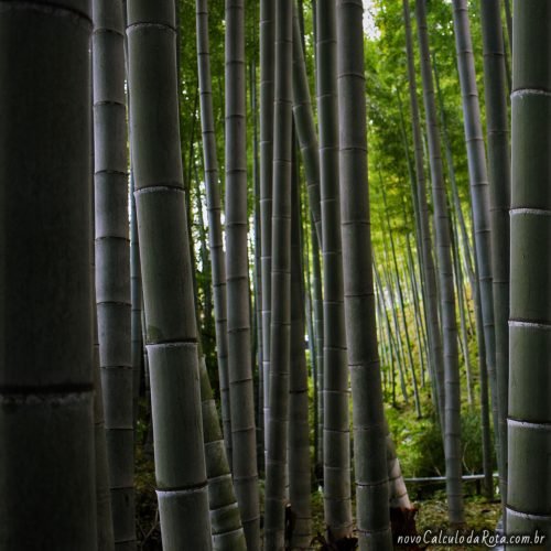 Arashiyama - Concentração absurda de bamboo por metro quadrado