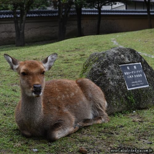 Veadinho posando no Parque de Nara