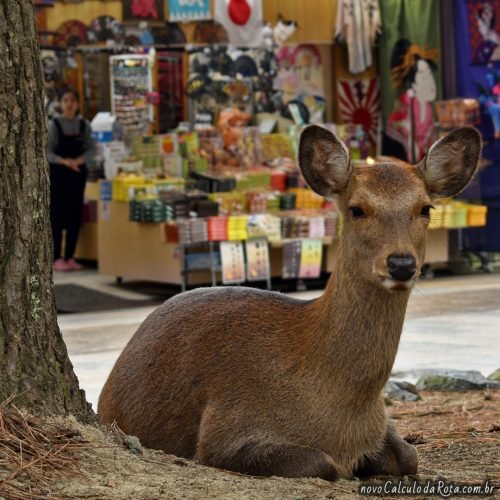 As lojinhas próximo ao Nara Park