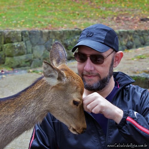 Um filhote de cervo não muito interesseiro em Nara