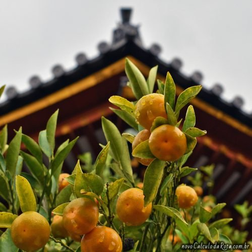 Os pés de laranja no Templo Kofukuji em Nara