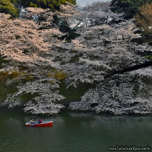 Sakura em Kitanomaru - O aluguel dos barcos