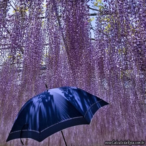 Chuva de beleza com as glicínias no Ashikaga Flower Park