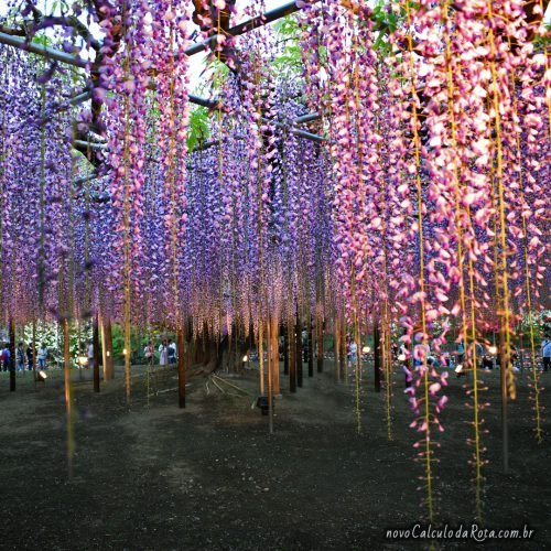 Glicínias ao entardecer no Ashikaga Flower Park