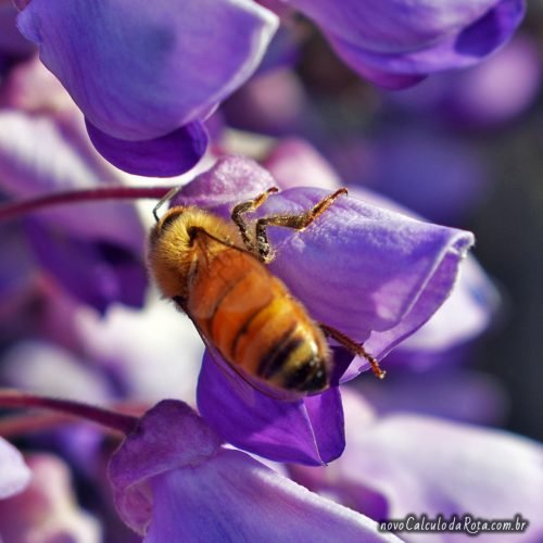 Abelha com as glicínias no Ashikaga Flower Park