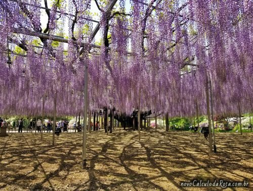 Uma única árvore de glicínias no Ashikaga Flower Park