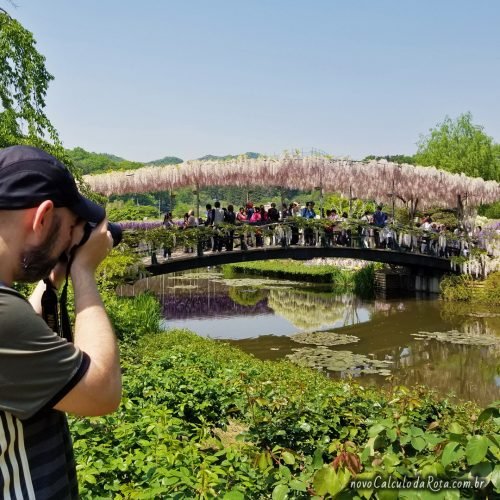 A ponte coberta por glicínias no Ashikaga Flower Park