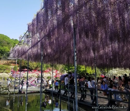 Vários tipos de glicínias no Ashikaga Flower Park