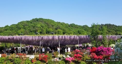 Dezenas de metros cobertos por glicínias no Ashikaga Flower Park