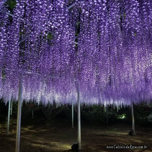 Iluminação noturna do Ashikaga Flower Park