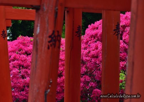 O torii vermelho e as azaleias no Santuário Nezu