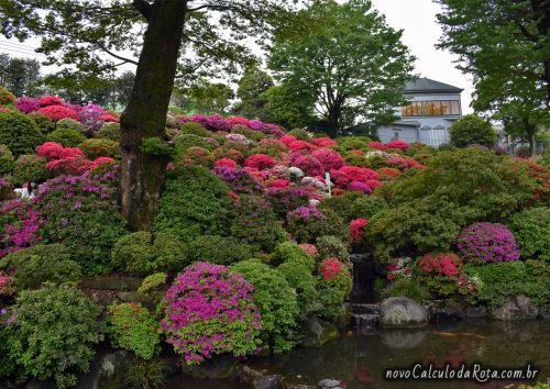 Lago de carpas do Santuário Nezu no Festival das Azaleias de Bunkyo