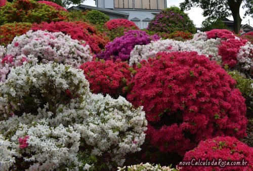 Festival das Azaleias de Bunkyo no Santuário Nezu