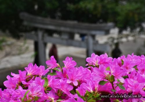 Um torii do Santuário Nezu e as azaleias