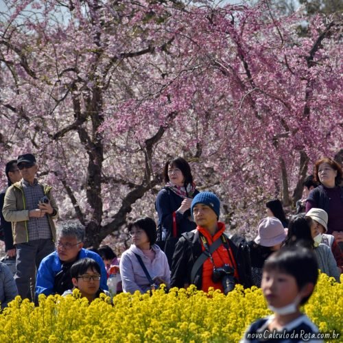 Cerejeiras e outras flores no SakuraNoYama Park em Narita