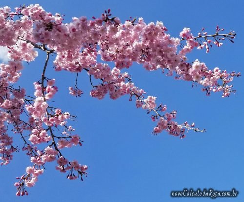 Uma das cores mais bonitas da flor de cerejeira no SakuraNoYama!